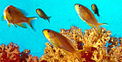 namena and waitabu sites
